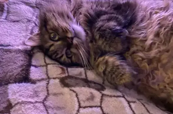 Кішки загублені, Львів, фото: Зникла кішка Буся: допоможіть знайти у Львові!