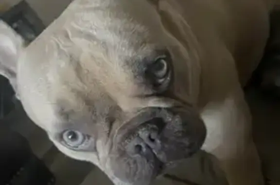 Lost Собака, Male, San Juan Avenue, Jacksonville - Fawn or tan - photo