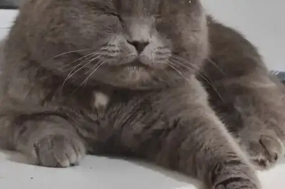 Зникла кішка в Бучі: Британець Грейт!