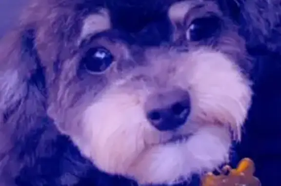 Lost Собака, Male, North Pointe Apartment Homes, Long Beach - Black with white patches - photo