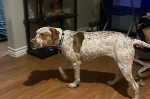 Lost Собака, Dixwell Avenue, 246 -48, Hamden - wearing a camo collar - photo