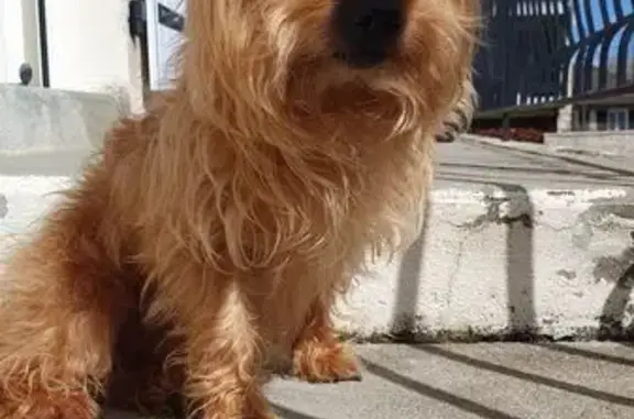 Trouvé chien mâle, Rue Imbart de la Tour, 17, Nevers - petit sans collier - photo