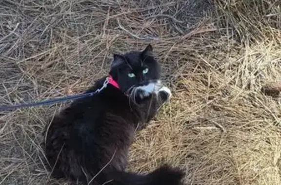 She is long haired black and white with white paws and yellow eyes. Black spot on her chin. About 8 lbs. Last seen evening of 3/14.