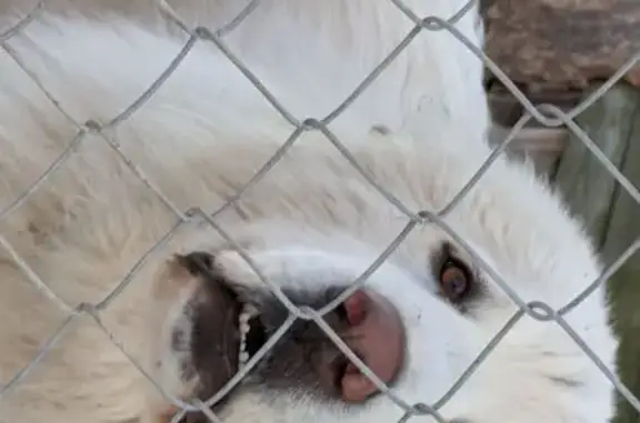 Lost Собака, Male, Oregon Road, Celina - all white medium length coat - photo