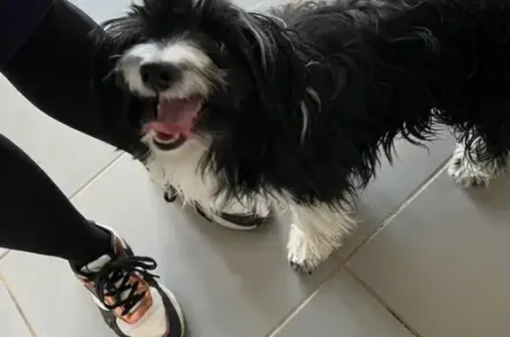 Animaux trouvés Trith-Saint-Léger, photo: Trouvé chien, Rue Henri Durre, 52, Trith-Saint-Léger - petit chien noir et blanc