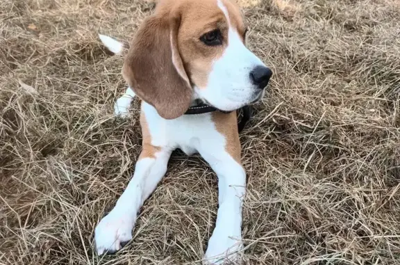 Lost Dog Alert: Wentworth Rd, Burwood