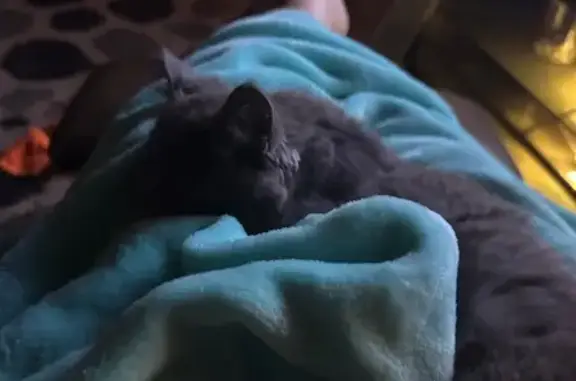 Lost Кошка, Female, Rock Barn Road Northeast, 4754, Claremont - Grey with fluffy tail - photo