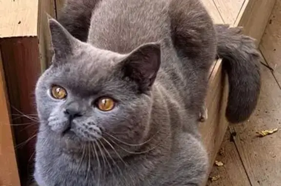 ¡Gato Gris Perdido en Carrer Isern, Lleida!