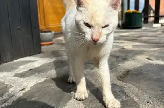 Chat trouvé Le Puy-en-Velay, photo: Chat trouvé Garçon, Le Puy-en-Velay (ff586434)