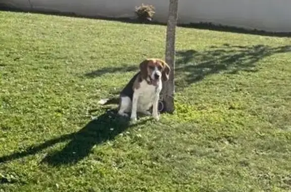 Animaux trouvés Saint-Georges-lès-Baillargeaux, photo: Trouvé chien Beagle, Route de la Croix Girault, Saint-Georges-lès-Baillargeaux