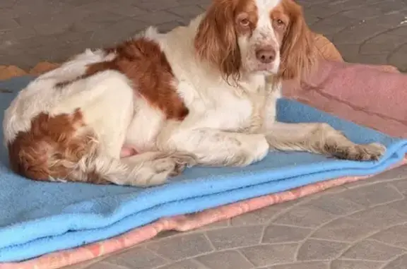 Chien trouvé Ussel, photo: Trouvé Chienne, Route de Neuvic, Ussel - jeune et très maigre
