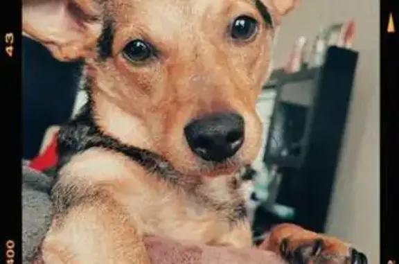 Missing dog Waterloo, photo: Lost Собака, Male, Belmont Avenue, 426, Waterloo - brown and black coat, bald patch on belly