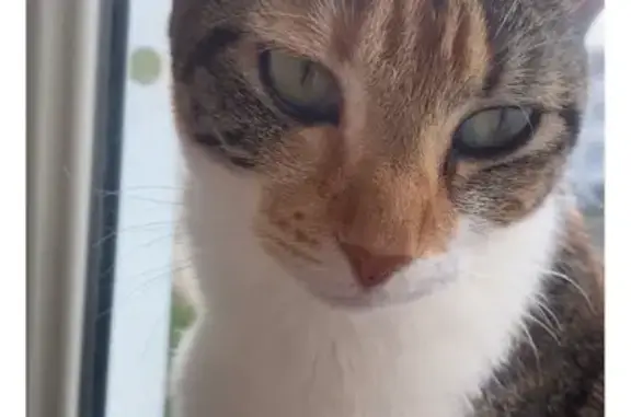 Animaux perdus Le Passage, photo: Chat perdu, femme, Rue Jean Giono, 28, Le Passage - tache entre les narines