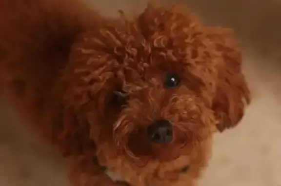 ¡Recompensa! Busca a Matilda, caniche toy perdida