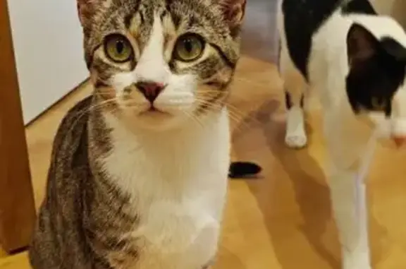 Buscamos a Gato Perdido en Majadahonda