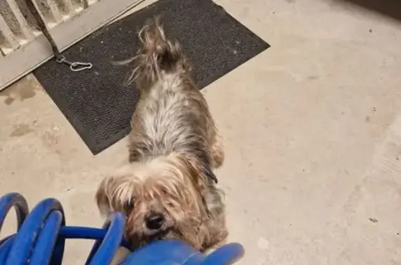 Animaux trouvés Hénanbihen, photo: Trouvé chien femme, Rue du Chemin Chaussée, 42, Hénansal, Hénanbihen