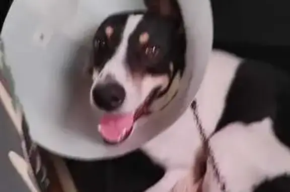 Cachorro perdido Macho (brl002462) - photo