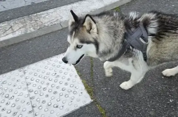 Chien trouvé Toulouse, photo: Trouvé chien, Boulevard Richard Wagner, 81, Toulouse - Husky en bord de Garonne
