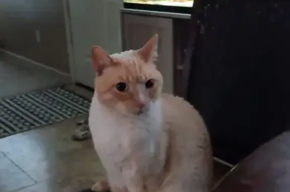 Lost Кошка, Angie Way, 2532, Rancho Cordova - WHITE FLAMEPOINT with health issues - photo