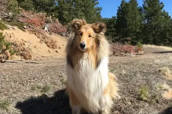 Missing dog Punta Gorda, photo: Lost Собака Female, Washington Loop Road, 37841, Punta Gorda - Rough Collie sable