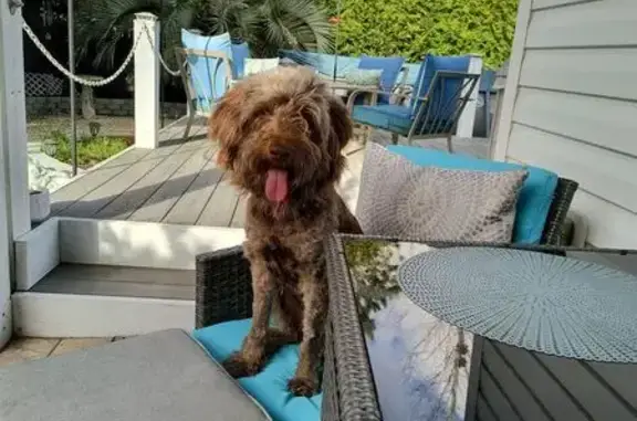 Found Собака Female, Sherbon W...