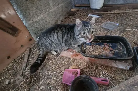 Chat trouvé Dun-le-Palestel, photo: Trouvé chat homme, Dun-le-Palestel, Nouvelle-Aquitaine - sociable et relativement âgé