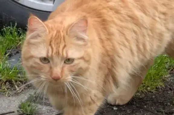 Chat trouvé Graulhet, photo: Trouvé chat, Rue de la Guinguette, 7, Fronton, Graulhet - jeune roux aux yeux vert clair