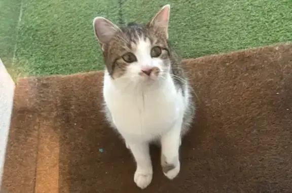 Animaux trouvés Paris, photo: Trouvé chat, Rue du Clos Mora, La Turballe, Paris - blanc et tigré avec tache sur le museau