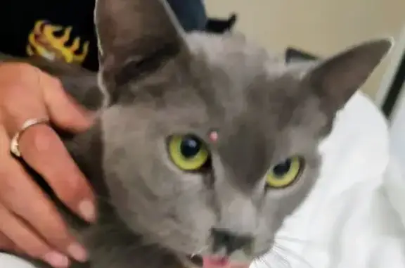 Lost Кошка, Mount Dora, Florida - Russian Blue with gold eyes - photo