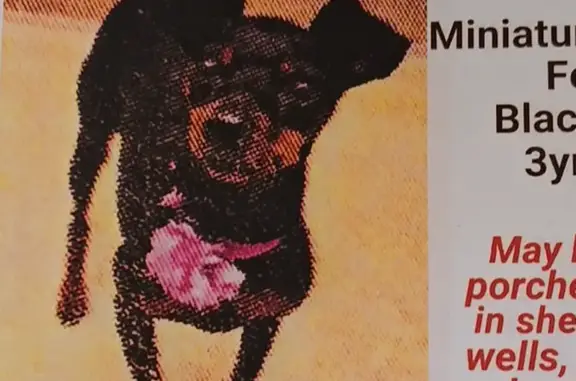 Missing dog Duluth, photo: Lost Собака Female, North 10th Avenue East, 332, Duluth - Miniature Pinscher