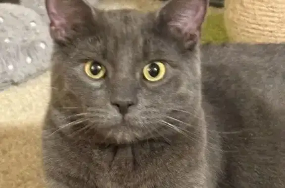 Lost Кошка, Halethorpe, MD 21227, Arbutus - gray/silver, chipped - photo