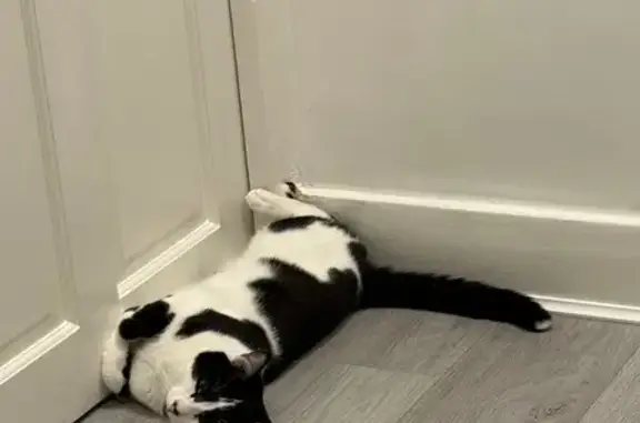 Lost Cat: Torch-Tailed, Nose-Scratched