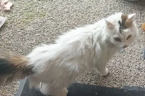 Chat trouvé Bordeaux, photo: Trouvé chat, Impasse Caillou, 14, Bordeaux - blanc poil long avec queue marron