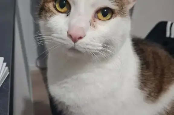 Animaux perdus Fontoy, photo: Perdu chat homme, Rue de Longwy, 24, Fontoy - tricolore tigré