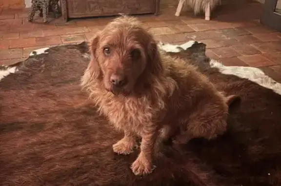 Animaux trouvés La Clusaz, photo: Trouvé chien mâle, Route du Col de la Croix Fry, 7137, Manigod, La Clusaz - Basset Fauve de Bretagne sans collier