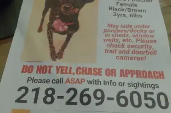 Missing dog Duluth, photo: Lost Miniature Pinscher on E 3rd St, Duluth