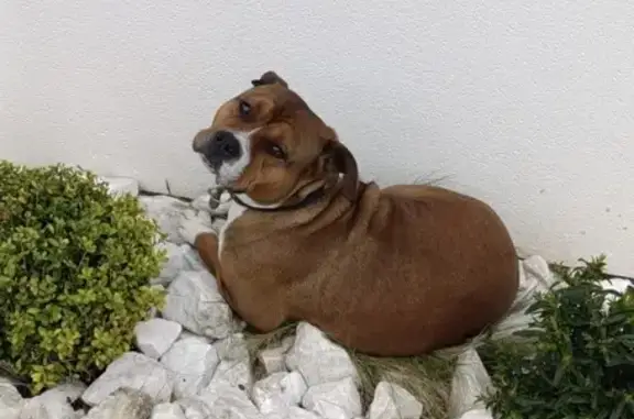 Perdu chien mâle, Rue de Fontainebleau, Ambarès-et-Lagrave - collier cou blanc - photo