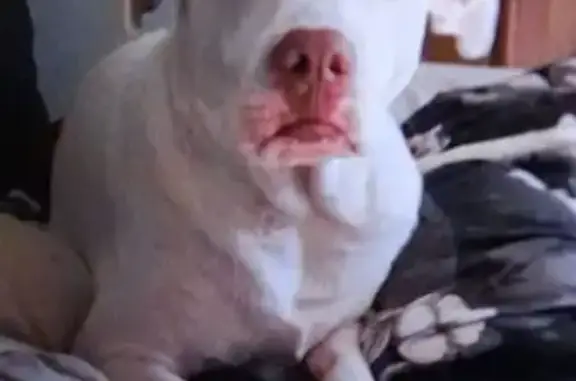 Lost Собака, Female, Lake Aluma - white with brown spot on right eye - photo