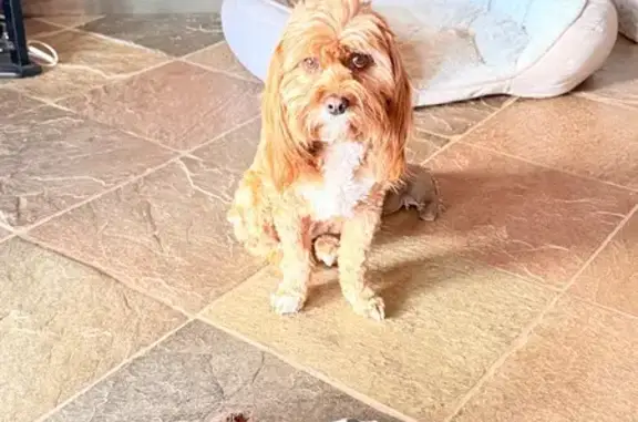Lost Dog, Female, Santa Barbara Drive, 25, Sedona - brown with white patches - photo