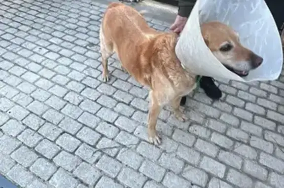 Animaux trouvés Balzac, photo: Trouvé chien homme, Route de Guissalle, 26, Balzac - type golden couleur sable