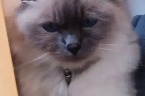 Animaux perdus Drusenheim, photo: Chat disparu Fille, Drusenheim (fl586465)
