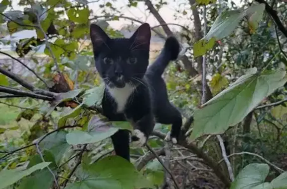 Missing cat Female, Belleview (usl532703) - photo