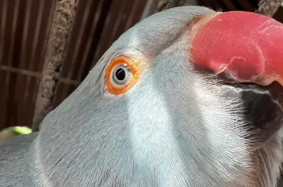 Lost Friendly Bird - McArthur St, Help!