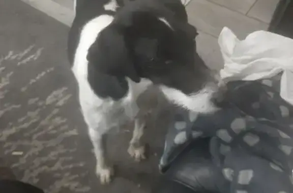 Animaux trouvés Nesmy, photo: Trouvé chienne, Rambourg, 120, Nesmy - s'entend bien avec les autres chiens