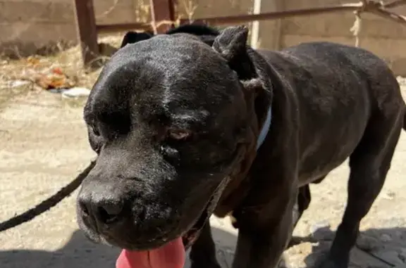 Perro encontrado Zapopan, foto: Pitbull Negro Encontrado en Zapopan