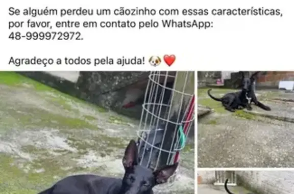 Cachorro encontrado Macho (brf002463) - photo