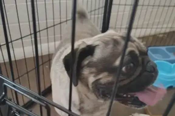 Found Собака, Male, Phoenix, A...