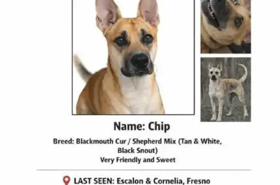 Lost Собака Male, North Cornelia Avenue, 6326, Fresno, Brookmont - big-hearted escape artist - photo