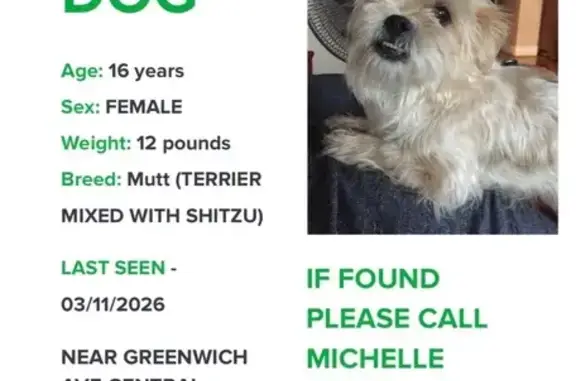 Lost Собака, Female, Greenwich Avenue, 40, Woodbury - goldish brown color - photo