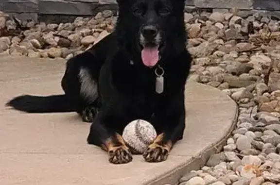 Lost Собака, Wetherby Road, 1375, Jackson - all black German Shepherd - photo